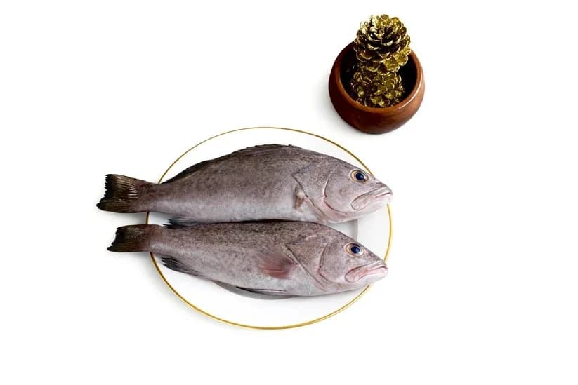 Grouper Fish | Kalava
