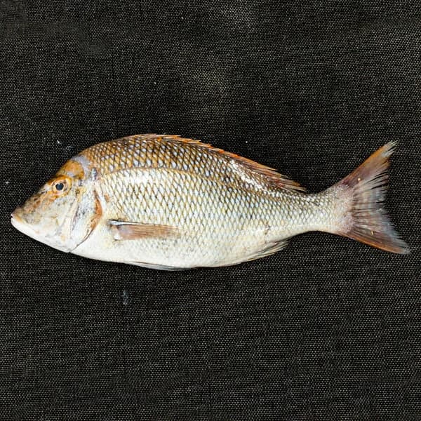 Emperor Fish (Big Size) | Vilai Meen