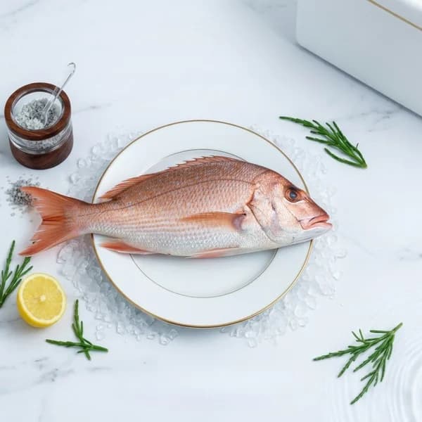 Red Snapper | Seppili