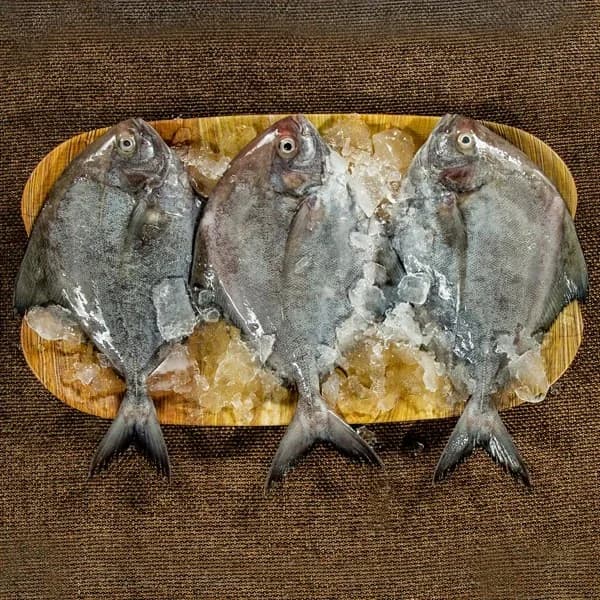 Black Pomfret (Medium Size) | Vaval