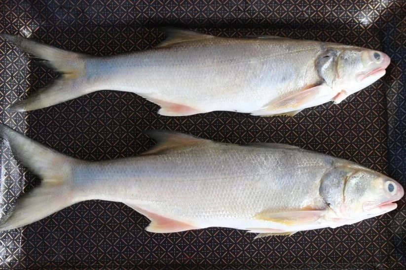 Indian Salmon Fish | Kala