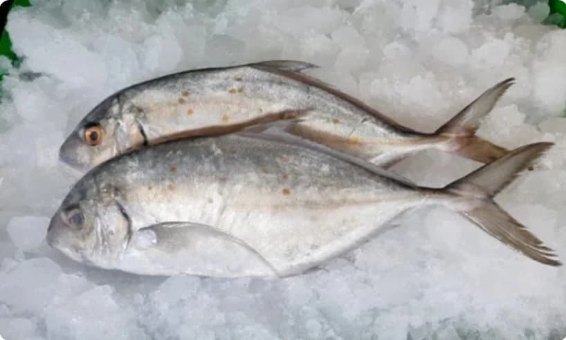 Trevally (Big Size) | Paarai