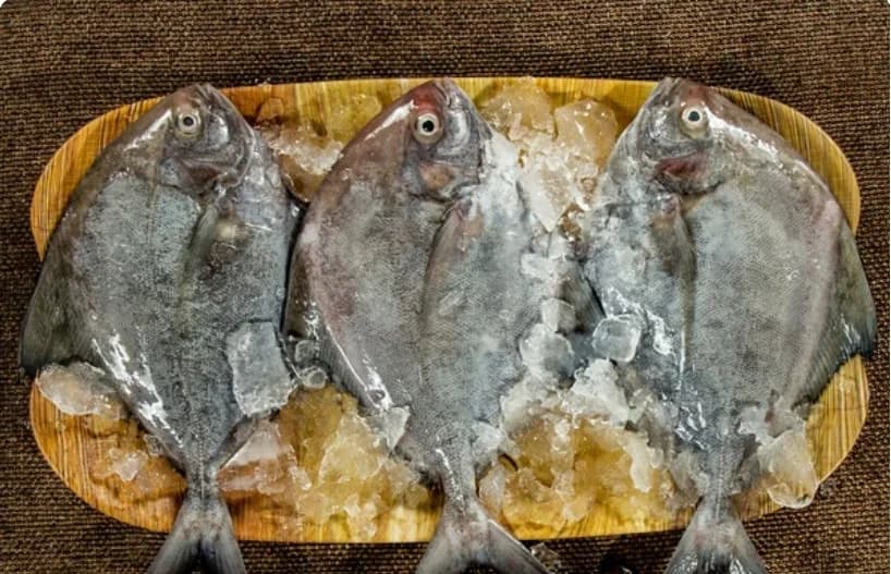 Black Pomfret (Small Size) | Vaval