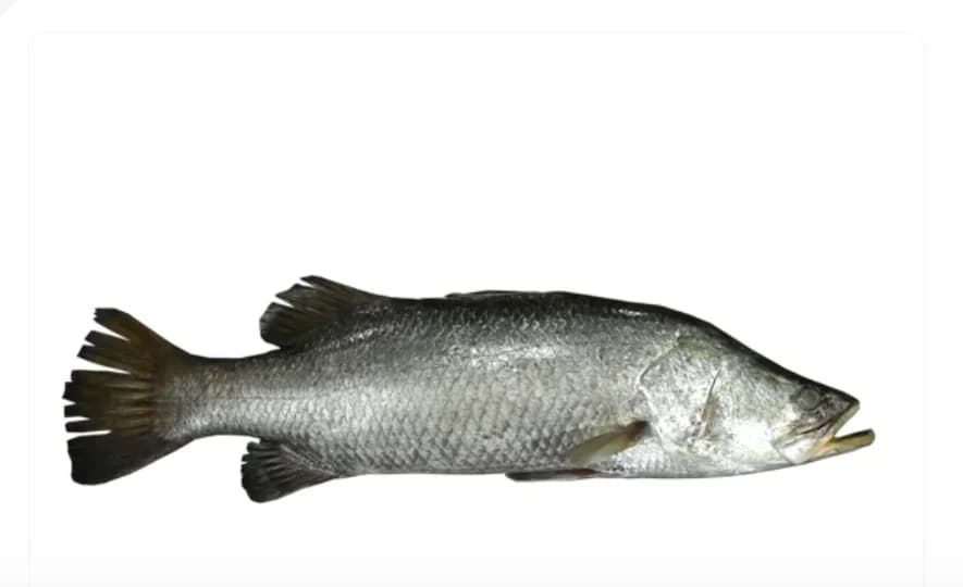Sea Bass | Koduva