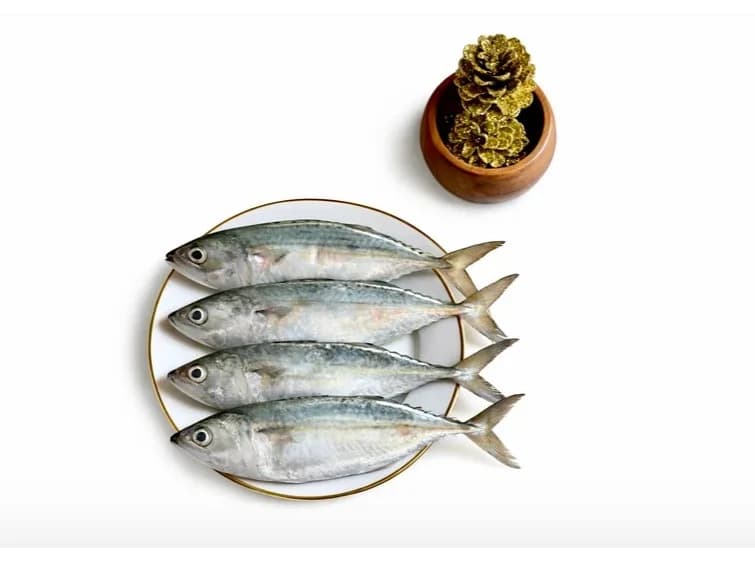 Mackerel | Ayila